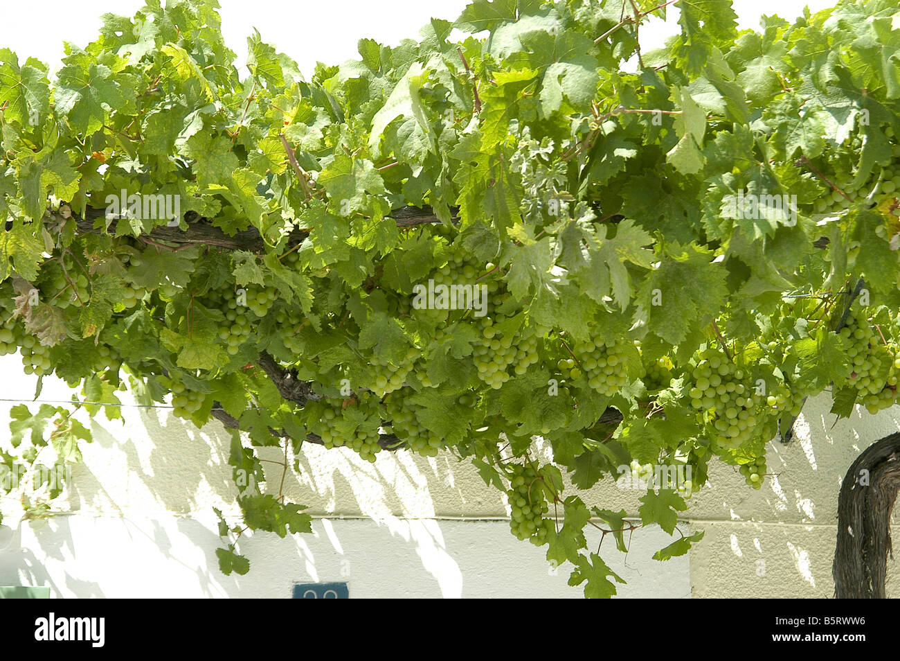 Sur les raisins d'une vigne Banque D'Images