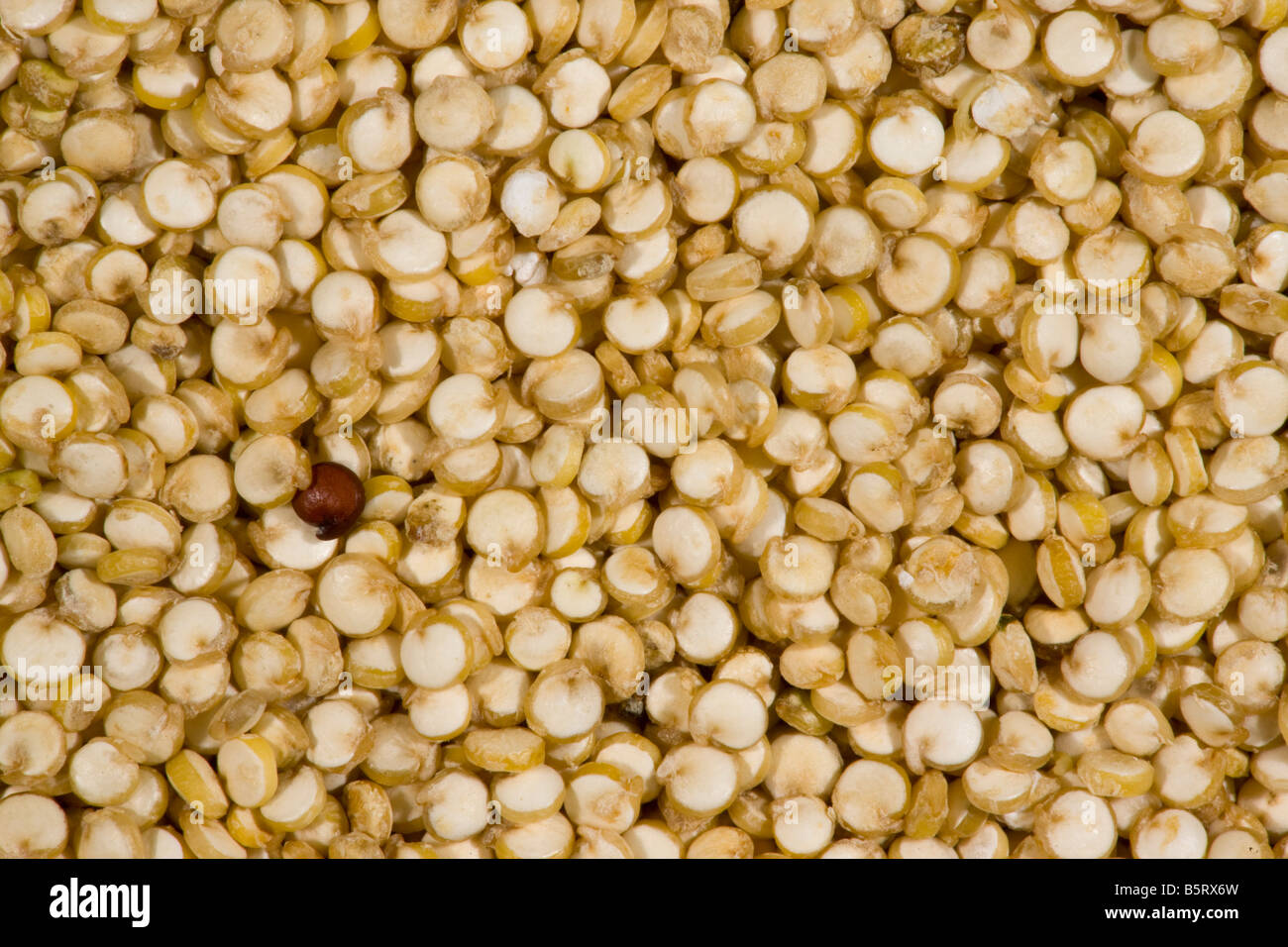 Chenopodium quinoa quinoa biologique des aliments nutritifs céréales grain d'Équateur Banque D'Images