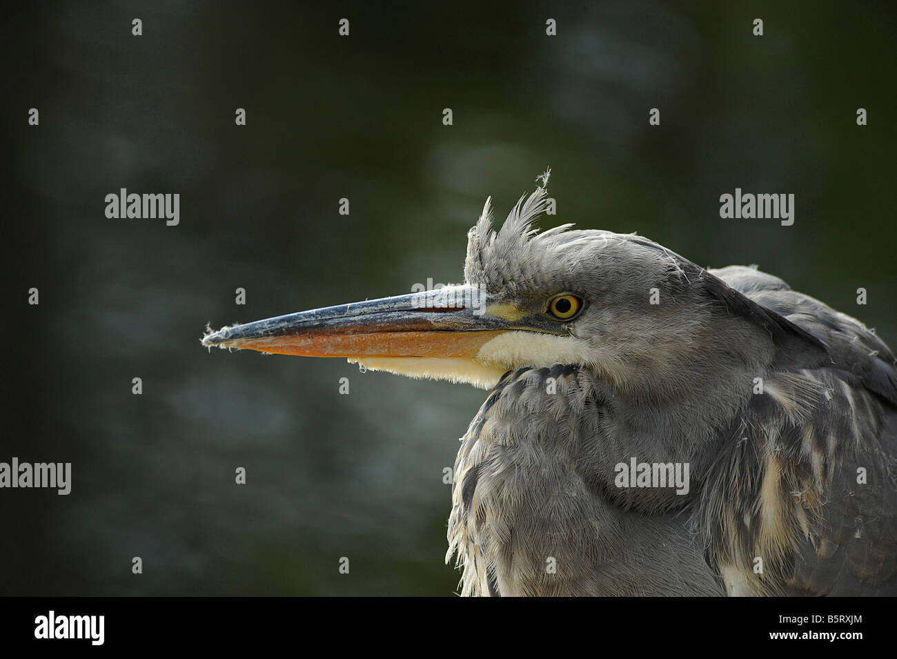 Dagger comme bill de Héron cendré Ardea cinerea avec reste de plumes après lissage Banque D'Images