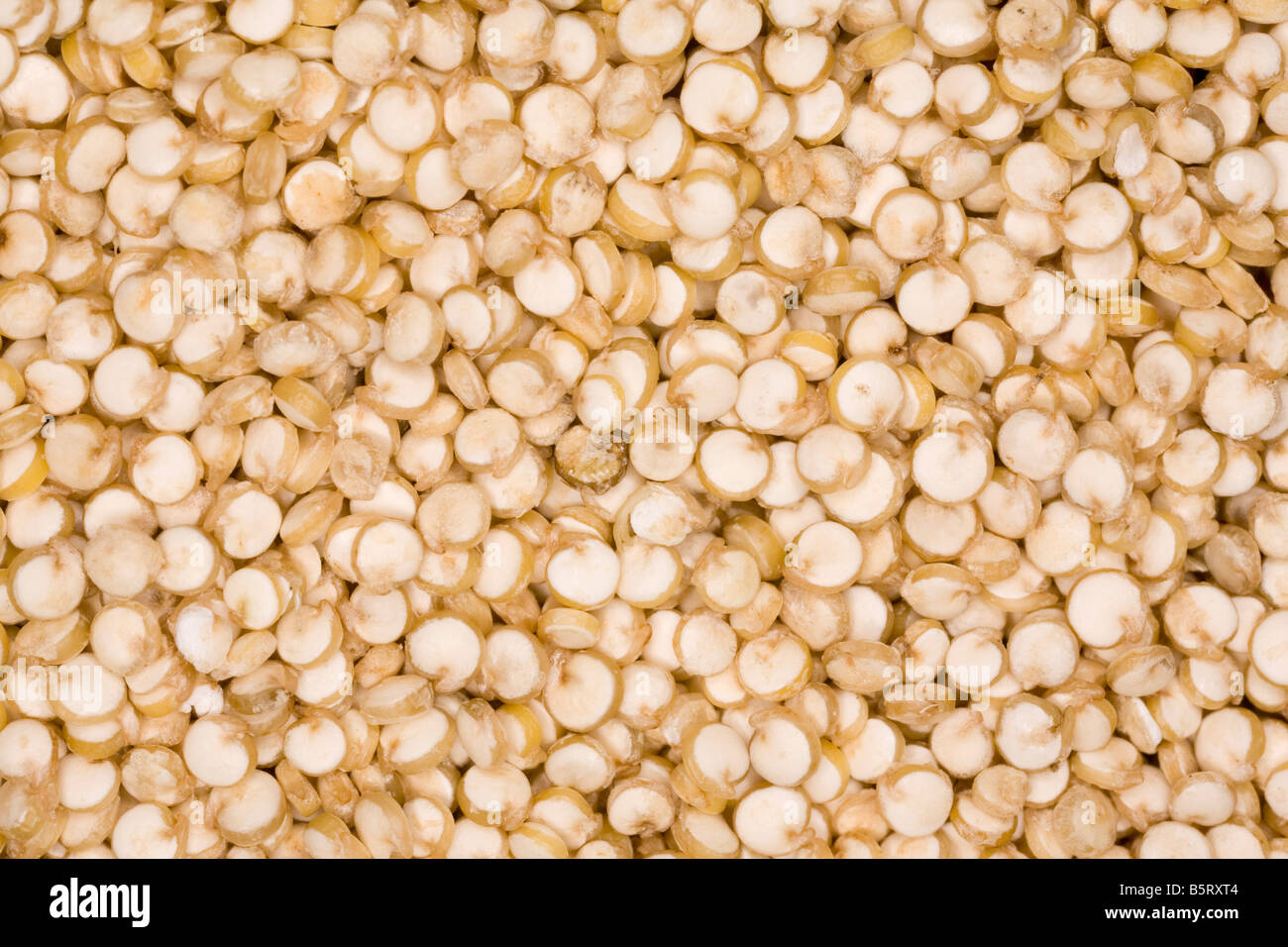 Chenopodium quinoa quinoa biologique des aliments nutritifs céréales grain d'Équateur Banque D'Images
