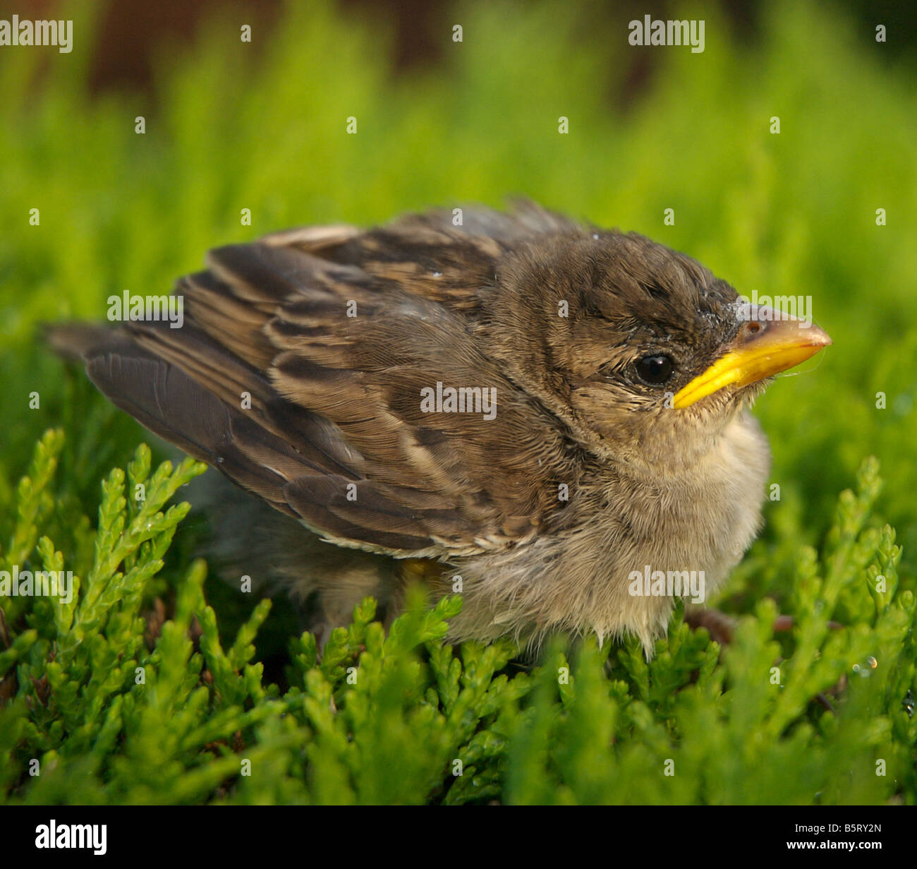 C'est un jeune sparrow un bébé oiseau près d'un mois plus tôt, en raison du changement climatique Banque D'Images