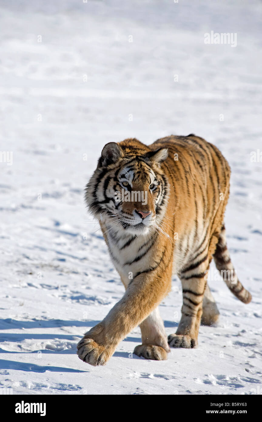 Amur ou tigre de Sibérie Panthera tigris altaica marcher sur la neige dans le nord-est de l'Anhui en Chine Banque D'Images
