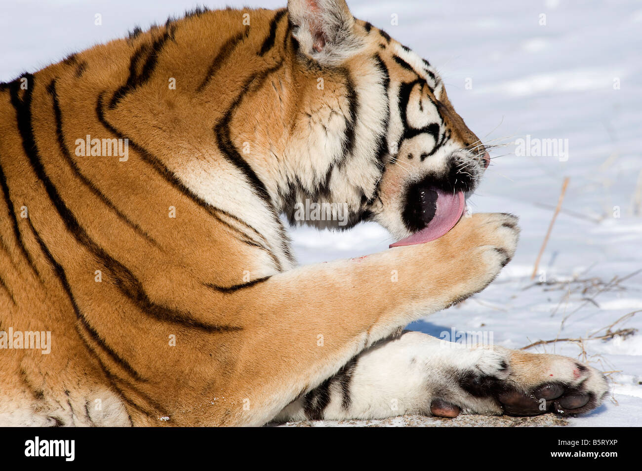 Ou d'Amur Amur tigre de Sibérie ou tigre de Sibérie Panthera tigris altaica le toilettage en léchant la fourrure sur paw dans l'Anhui en Chine Banque D'Images