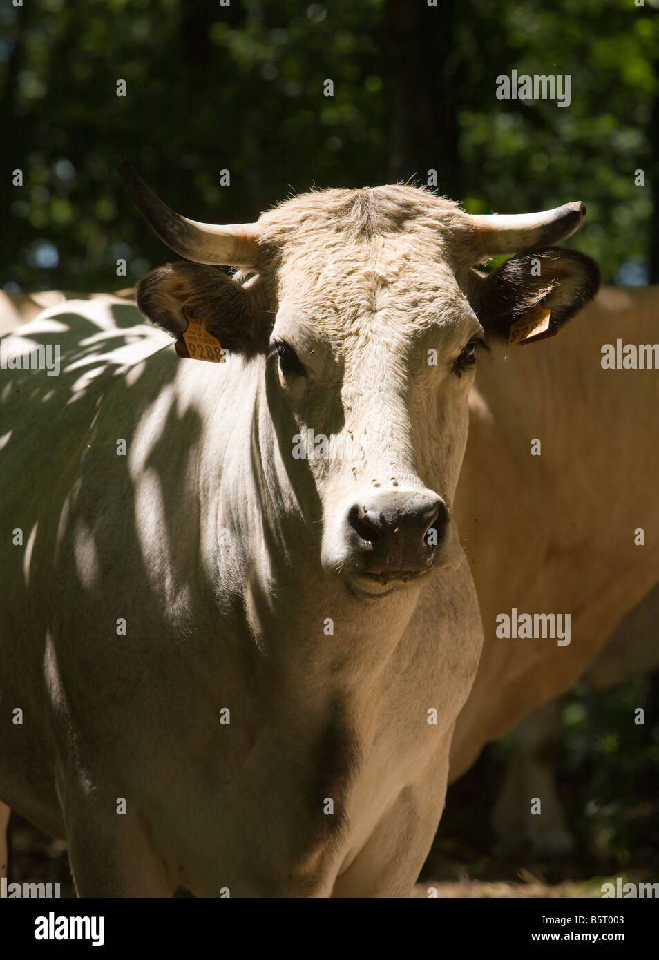 Portrait d'une vache Charolaise cornu dans le sud-ouest de la France l'Europe Banque D'Images