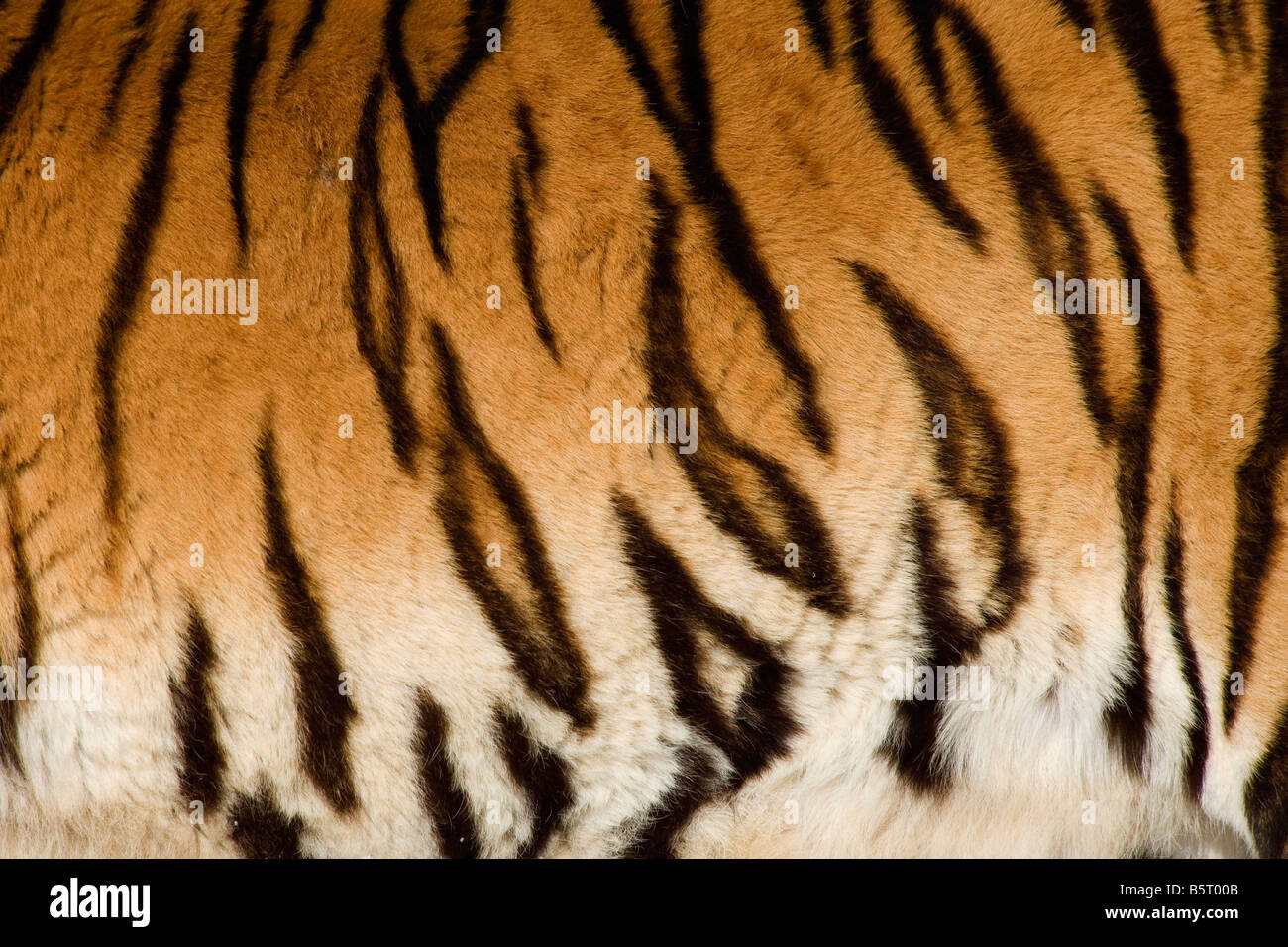 Peau d'Amur de tigre de Sibérie Panthera tigris altaica combat en hiver dans l'Anhui en Chine Banque D'Images