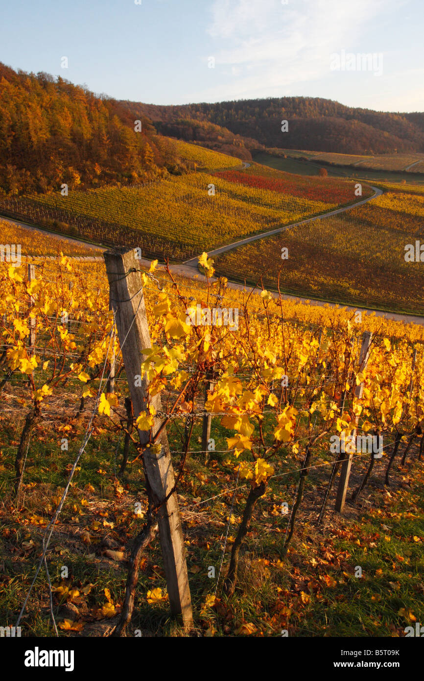 Vignoble en automne et douce lumière chaleureuse en soirée (Franken, Bavière) Banque D'Images