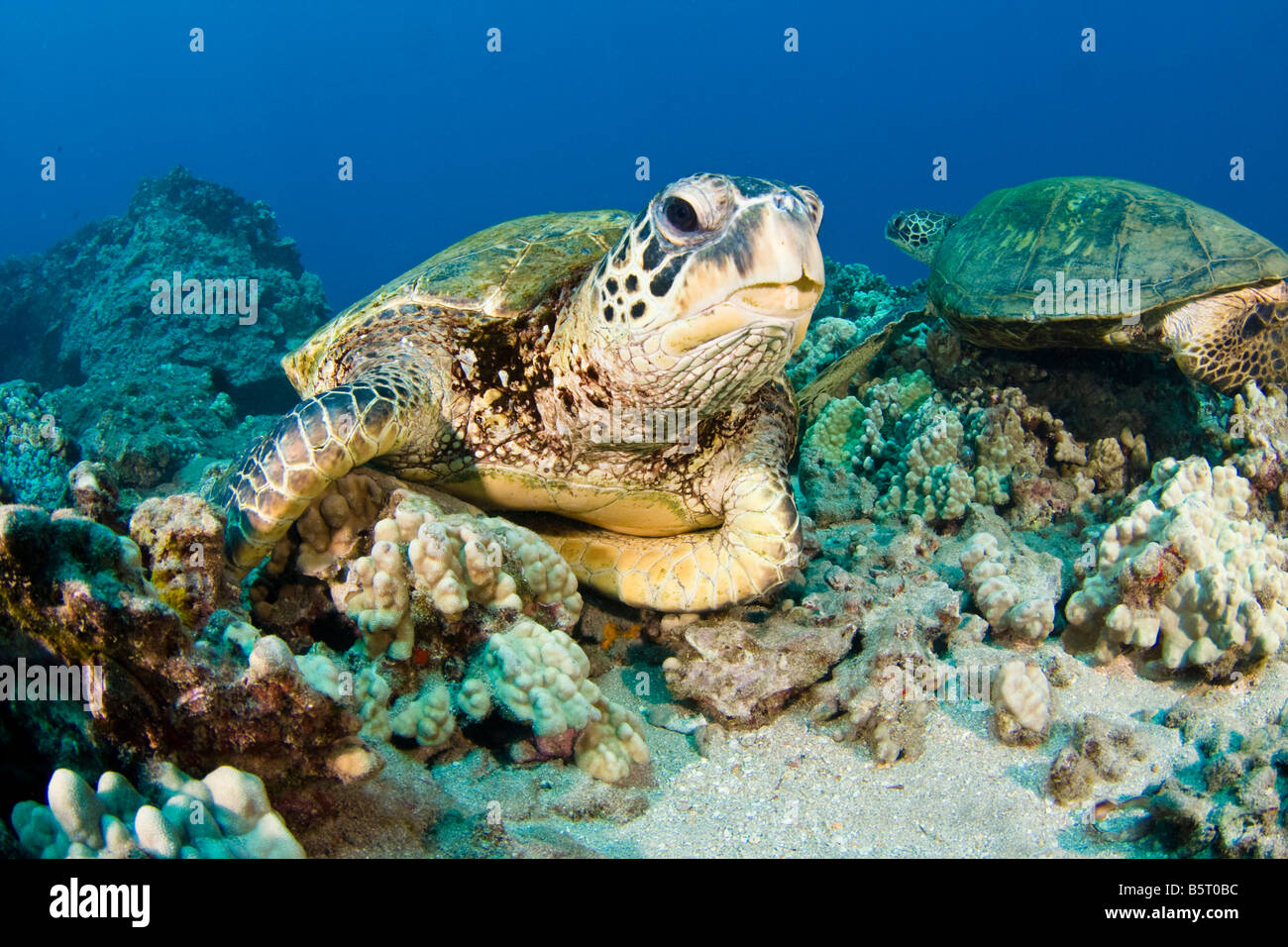 Tortue verte, Chelonia mydas, une espèce en voie de disparition, à Hawaï. Banque D'Images