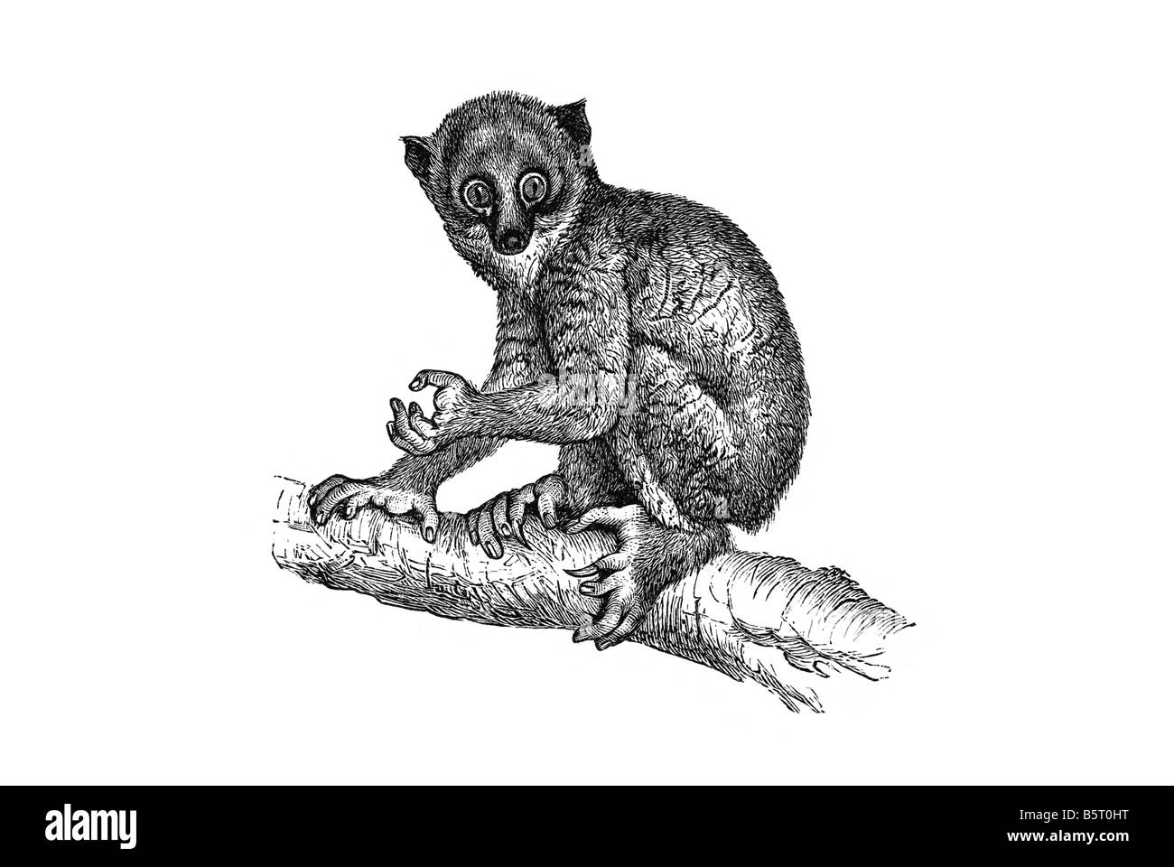Strepsirrhine angwantibos genre Arctocebus primates famille Lorisidae golden pottos, africain Prosimian Banque D'Images Strepsirrhine angwantibos genre Arctocebus primates famille Lorisidae golden pottos, africain Prosimian Banque D'Images