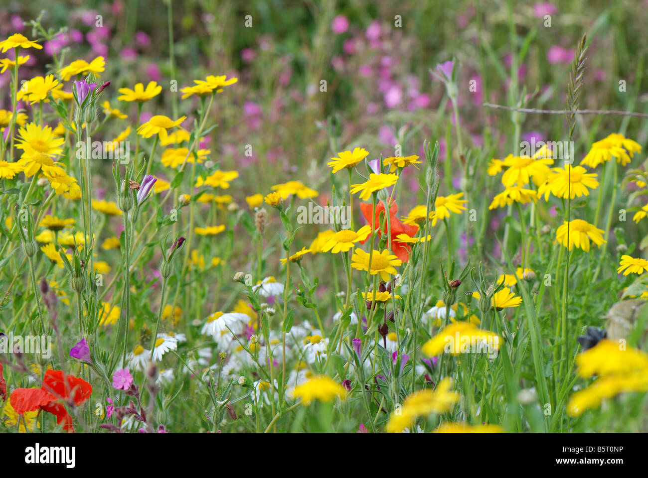 Une prairie de fleurs de maïs, géranium sanguin, de coquelicots et de marguerites. Banque D'Images