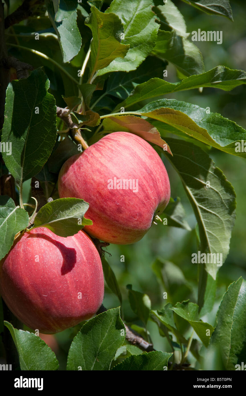 Deux pommes sur un arbre. Banque D'Images