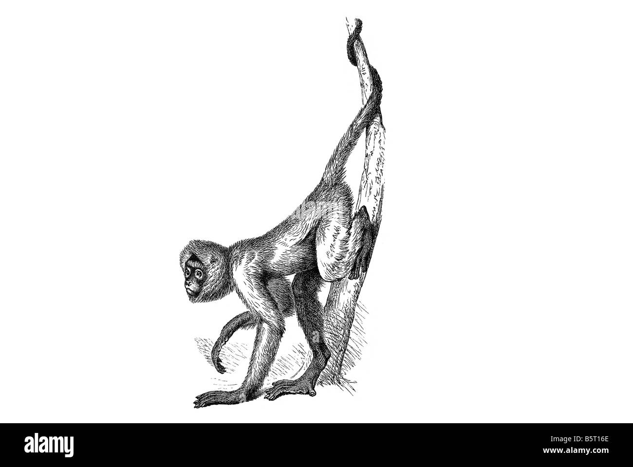 Monkey drawing Banque de photographies et d’images à haute résolution ...