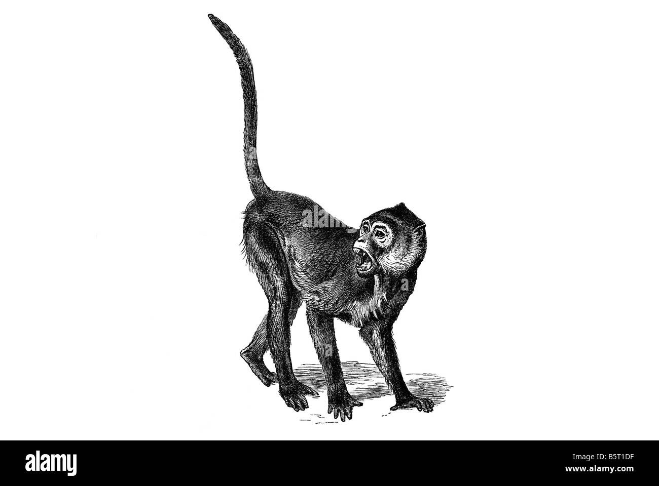 Singes Colobinae colobine singe hurlant, asiatique singe vervet Banque D'Images Singes Colobinae colobine singe hurlant, asiatique singe vervet Banque D'Images