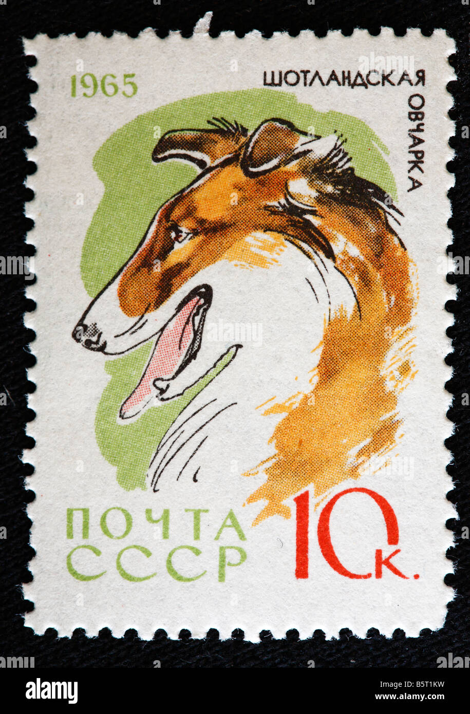 Scotch Collie, timbre-poste, URSS (Russie), 1965 Banque D'Images