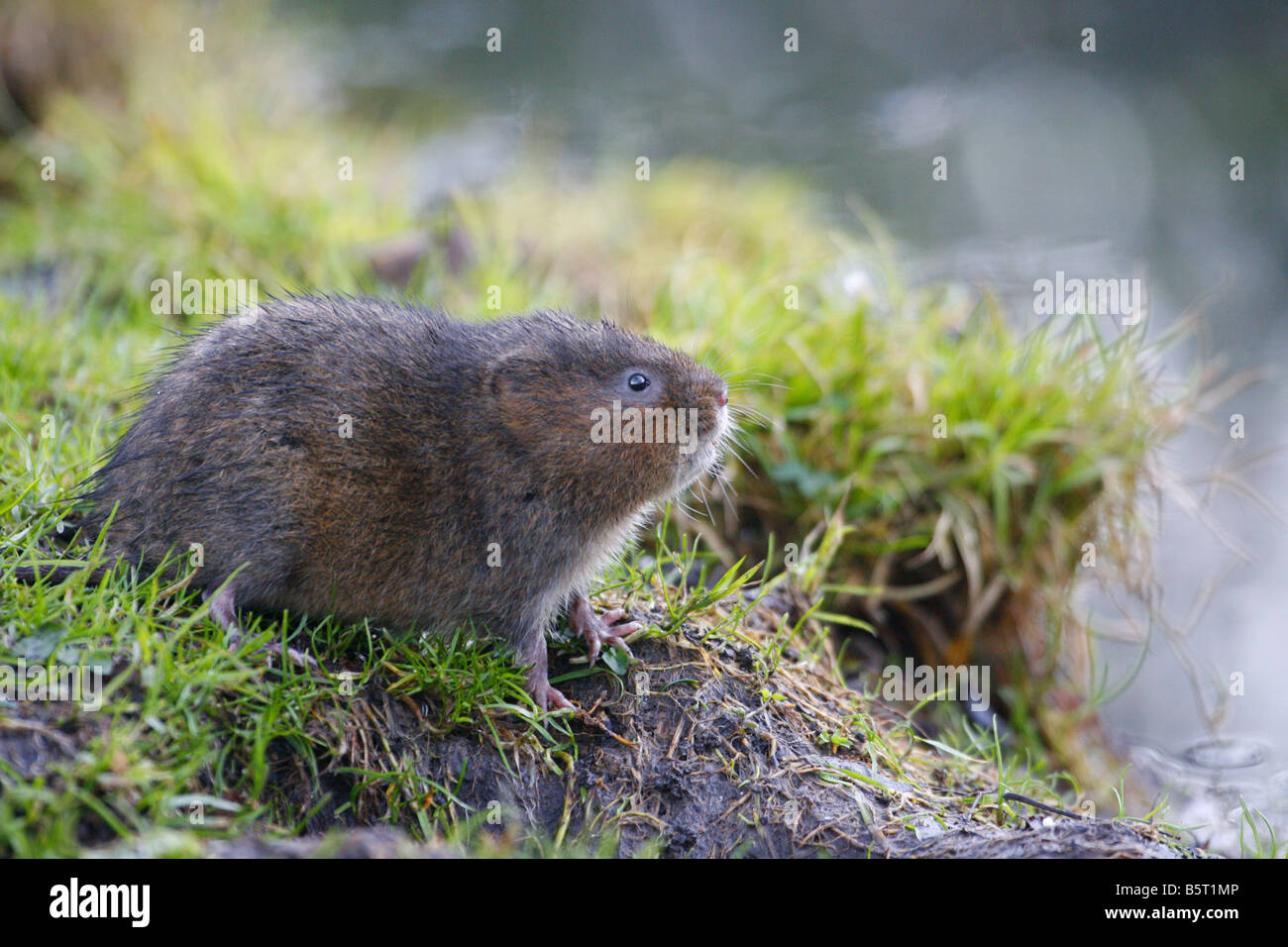 Le Campagnol de l'eau Arvicola terrestris adulte seul assis sur les bords de la rivière pris Février West Sussex UK Banque D'Images