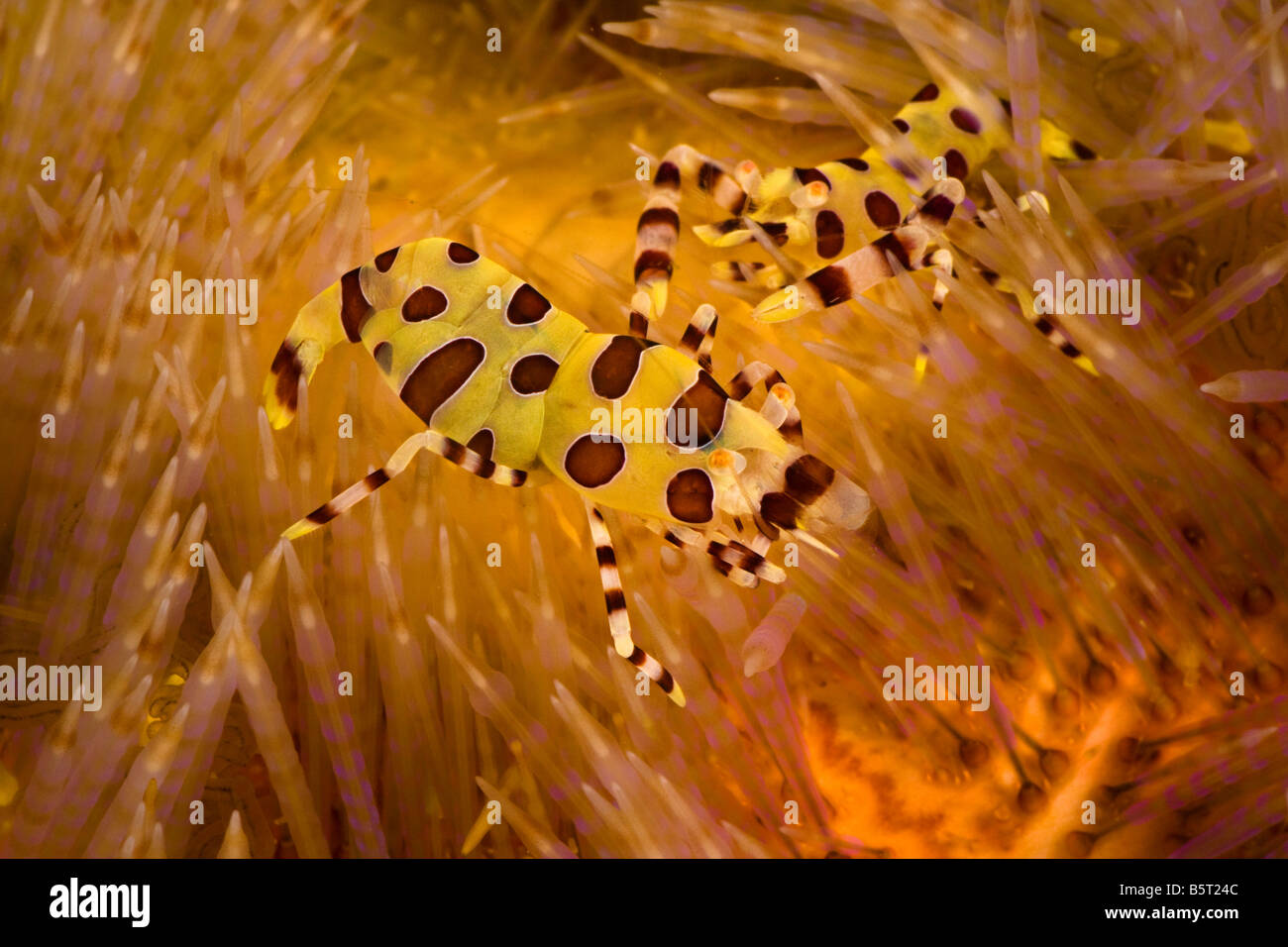 La crevette Periclimenes colemani, Coleman, sur le feu, de l'oursin, Asthenosoma varium, leur foyer, Komodo, Indonésie. Banque D'Images