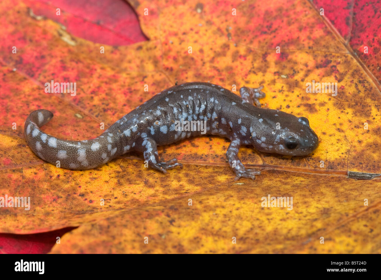 Ambystoma laterale, salamandre à points bleus Banque D'Images