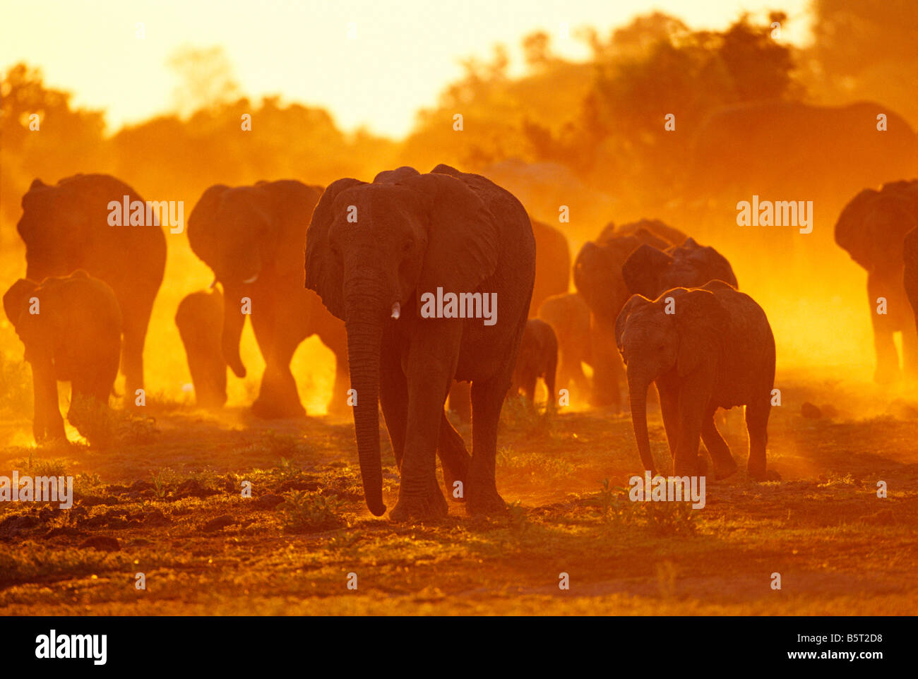 Les éléphants d'Afrique Loxodonta africana coups jusqu'à se nourrir de poussière en retrait au crépuscule Ludwigia Botswana Banque D'Images