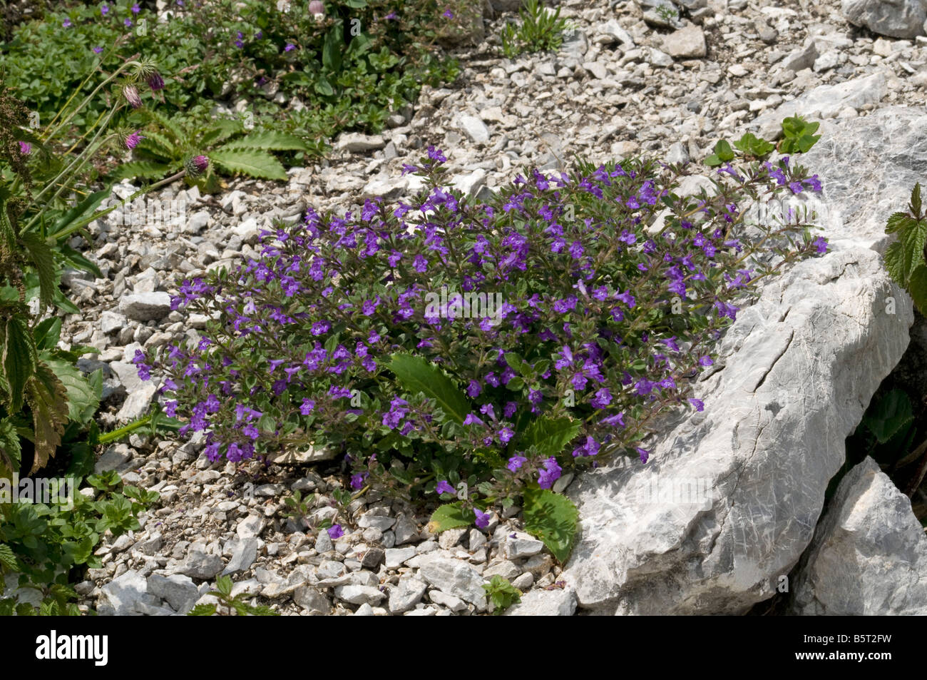 Acinos alpinus, l'Alpine menthe, poussant dans les éboulis près de Gstaad, Suisse. Banque D'Images