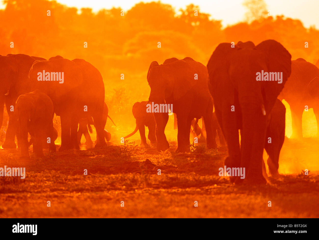 Les éléphants d'Afrique Loxodonta africana coups jusqu'à se nourrir de poussière en retrait au crépuscule Ludwigia Botswana Banque D'Images