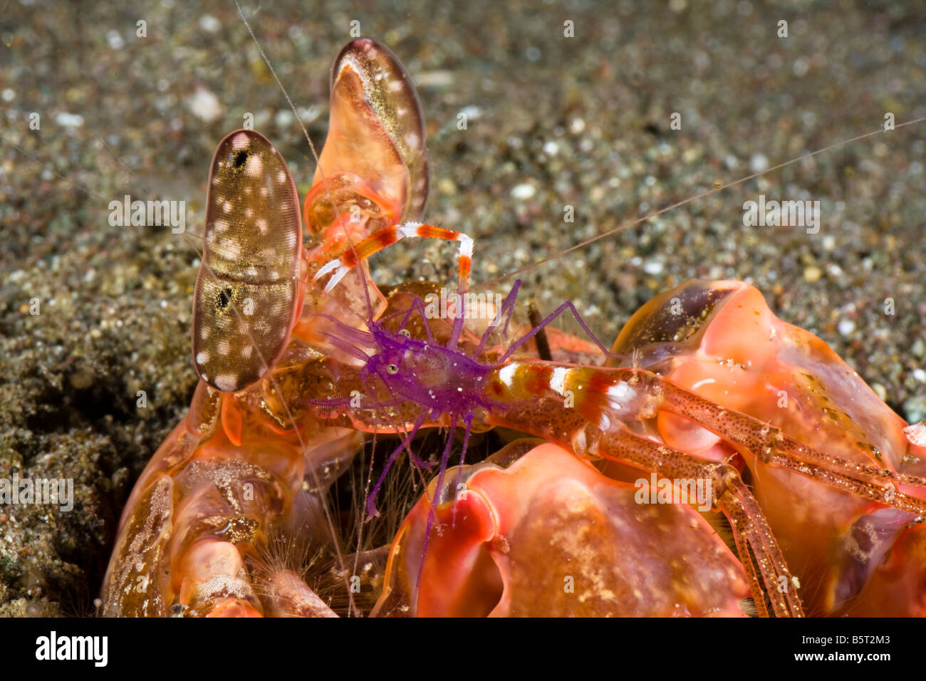 Une crevette Stenopus hispidus, boxeur, va les yeux dans les yeux avec une crevette Lysiosquillina mantis spearing, sp, Komodo, Indonésie. Banque D'Images