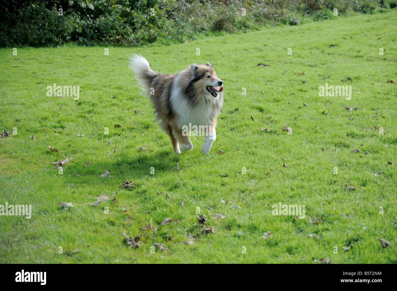 Chien Colley s'exécutant dans grass meadow Banque D'Images