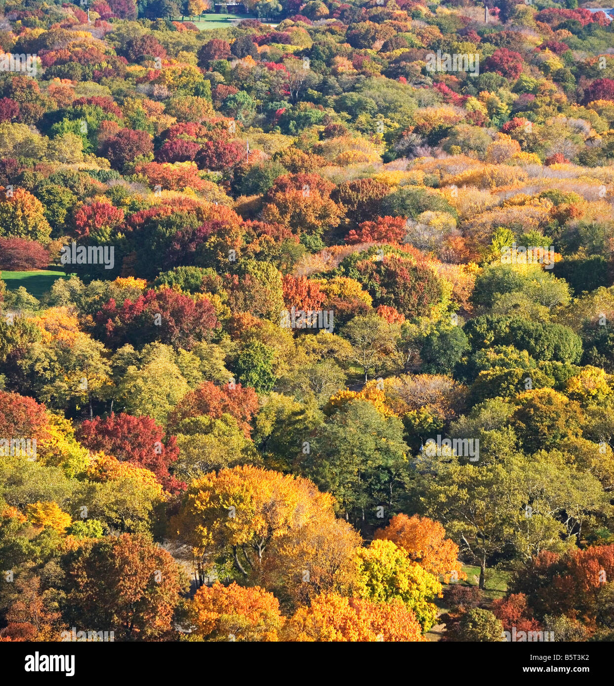 Feuillage d'automne, automne, feuilles, la couleur de l'automne, monde naturel, l'état de New York, personne, en Amérique du Nord, en plein air, les plantes, rouge, scenic, s Banque D'Images