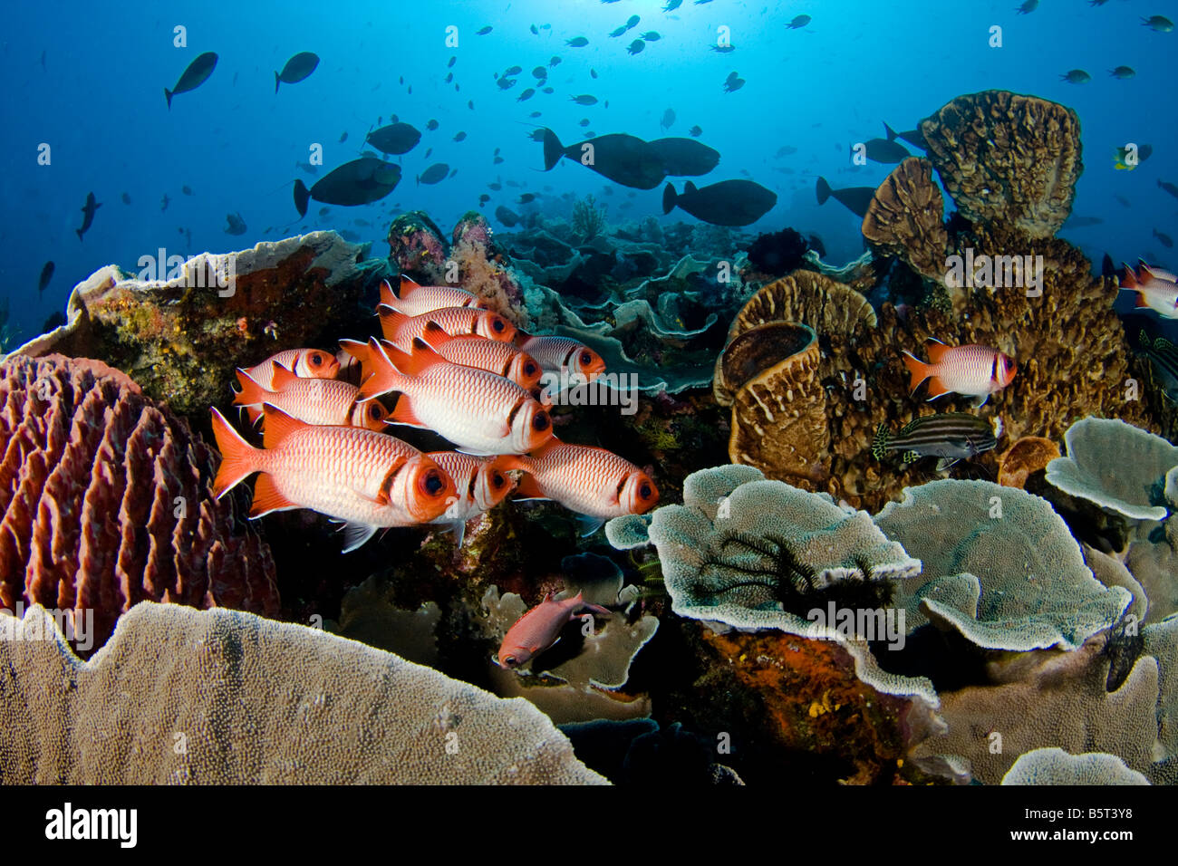 Coraux, éponges, poissons de récifs et de scolarisation soldierfish, dominent ce reef scène, Komodo, Indonésie. Banque D'Images