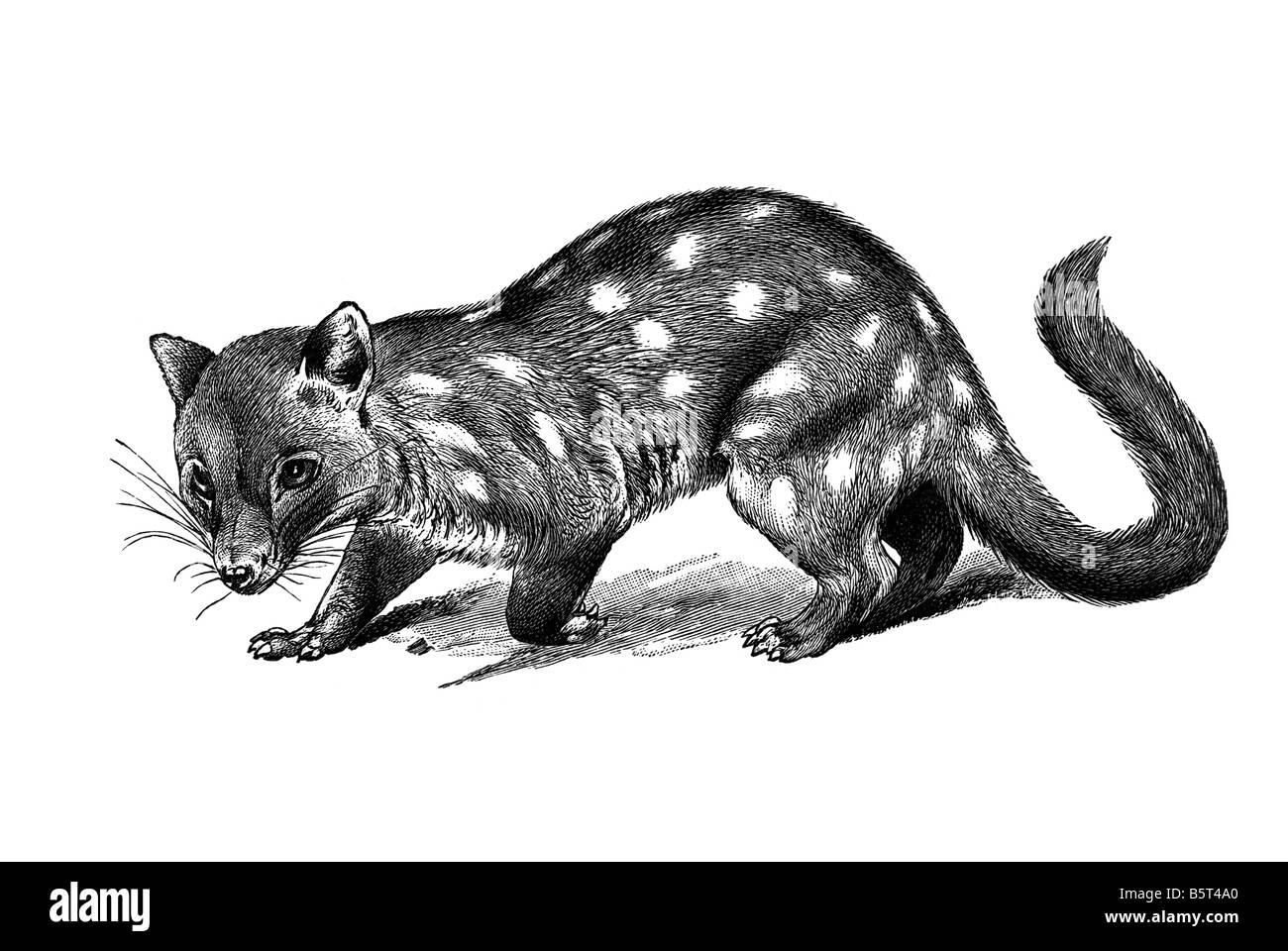 Quoll chats natifs genre Dasyurus marsupiaux carnivores Banque D'Images