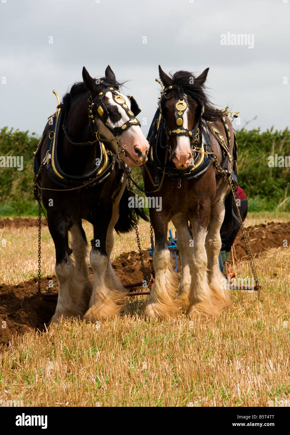 Shire Horse's labours Banque D'Images