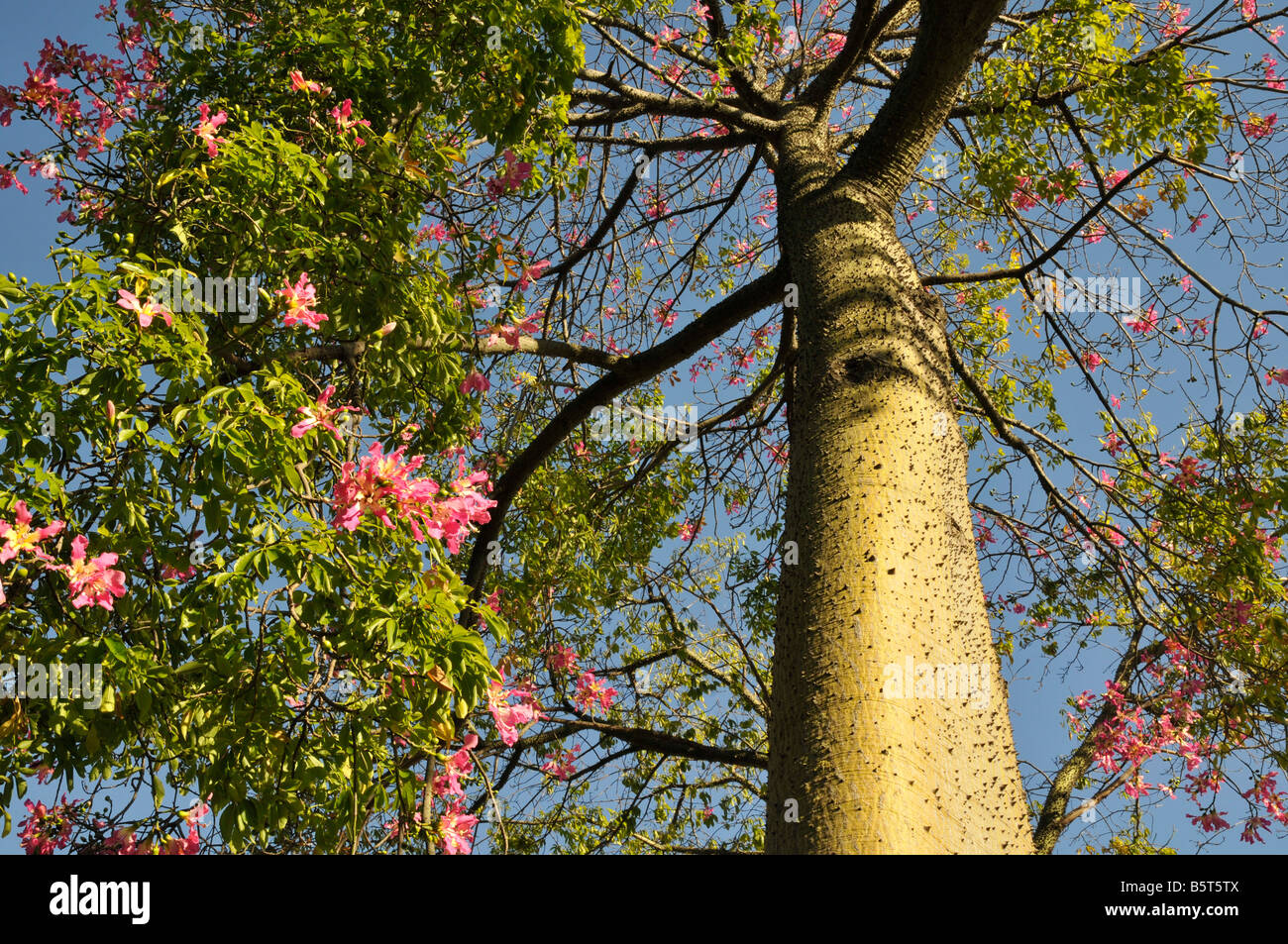 Chorisia speciosa en fleur Banque D'Images