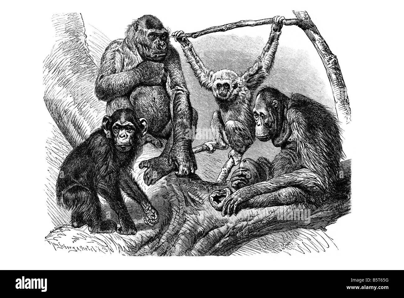 Gibbon gorille chimpanzé groupe d'orangs-outans singes Banque D'Images