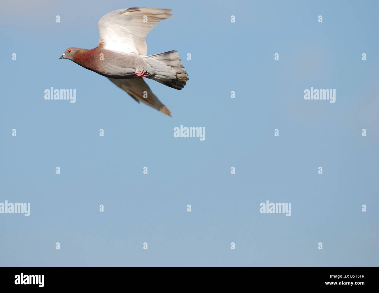Un pigeon volant dans un ciel clair Banque D'Images Un pigeon volant dans un ciel clair Banque D'Images