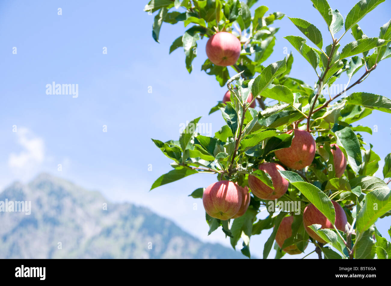 Pommes sur un arbre, Tyrol du Sud, Trentin-Haut-Adige, Italie. Banque D'Images