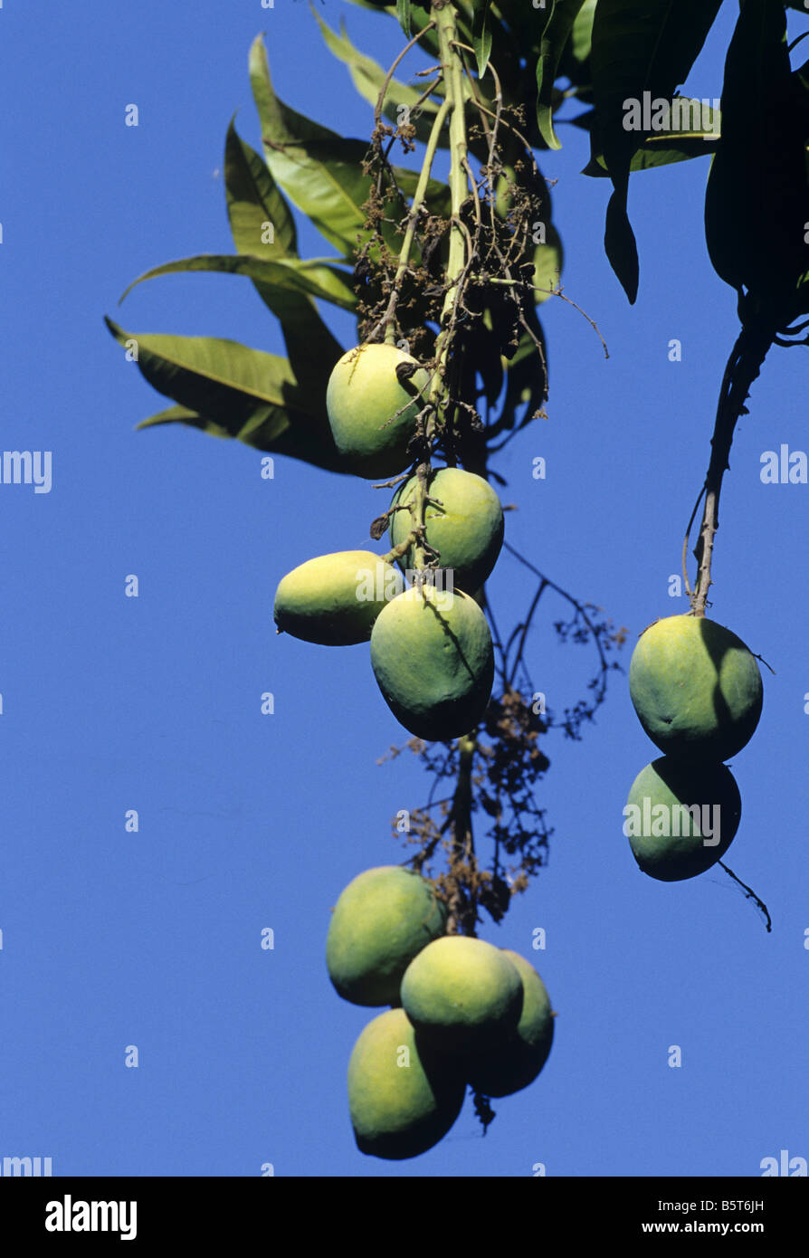 Mango trees fruit mangifera indica Banque de photographies et d’images