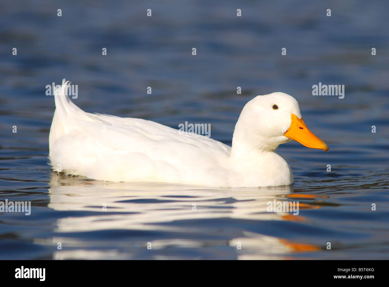 Une belle piscine canard blanc dans le clapot de l'eau bleu clair Banque D'Images