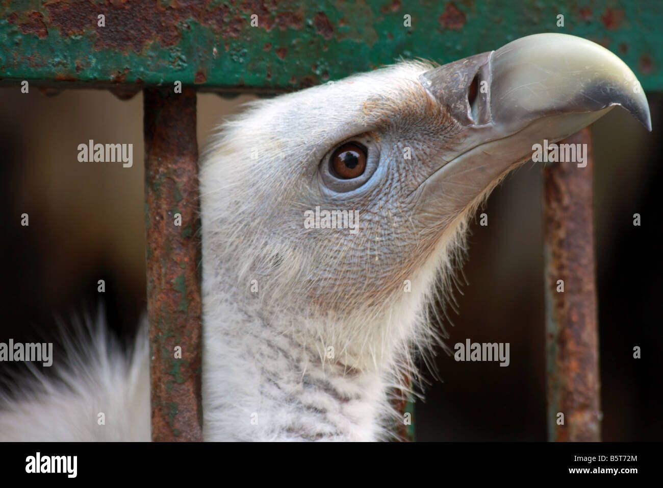 Gyps himalayensis oiseau prédateur en cage poussant la tête hors de l'enceinte du zoo de rêver le rêve impossible de ciel Banque D'Images