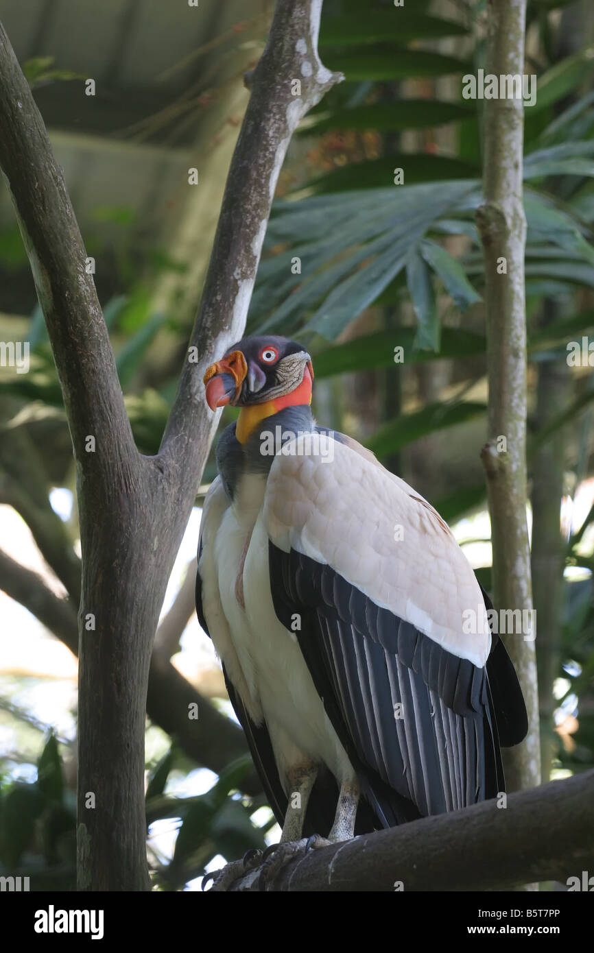 Sarcoramphus papa ou King Vulture vu au Sommet du Panama (Parc National de Soberania), comité permanent de la branche d'un arbre. Banque D'Images