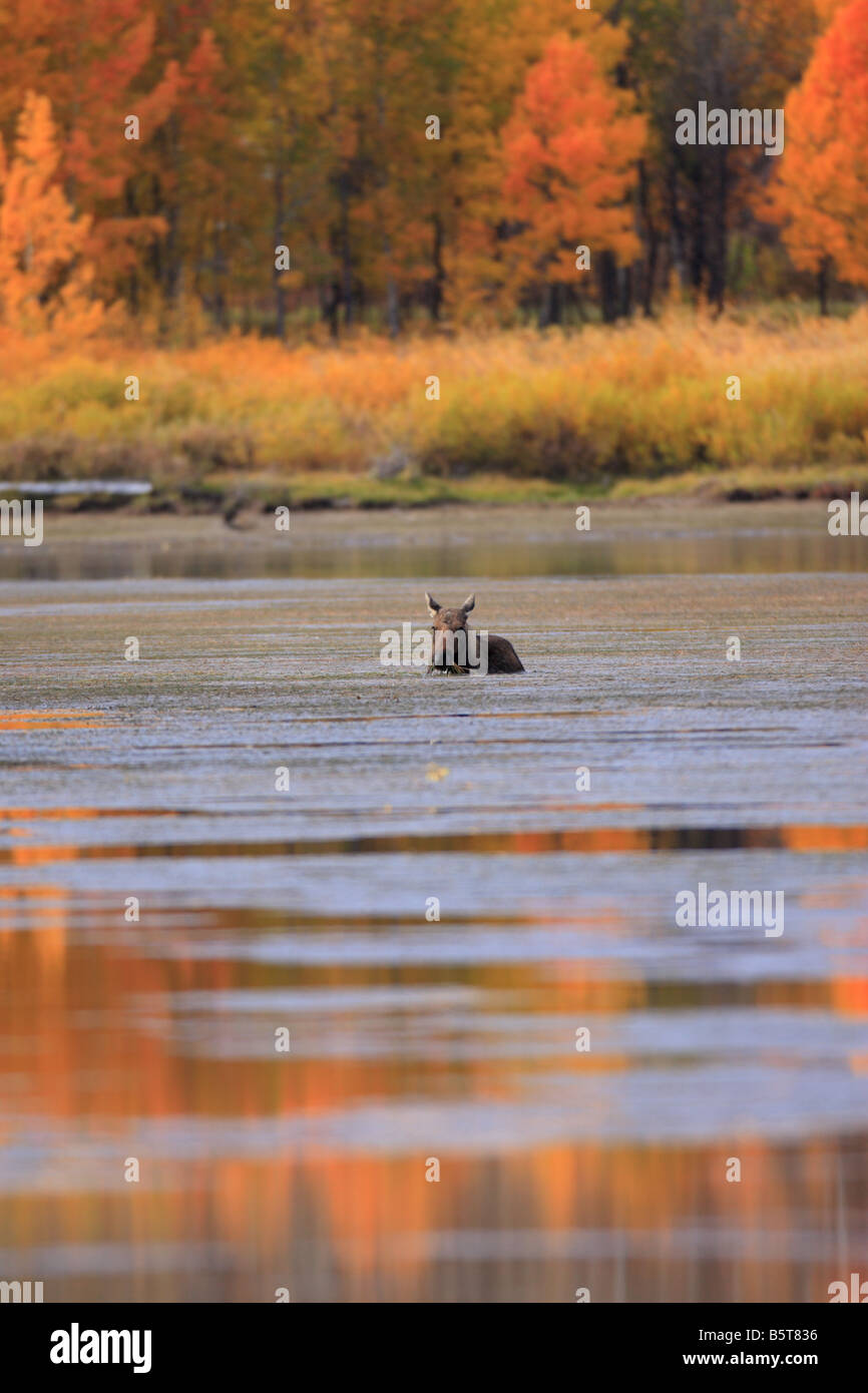 Les Orignaux se nourrissant dans river à l'automne. Teton National Park, Wyoming Banque D'Images