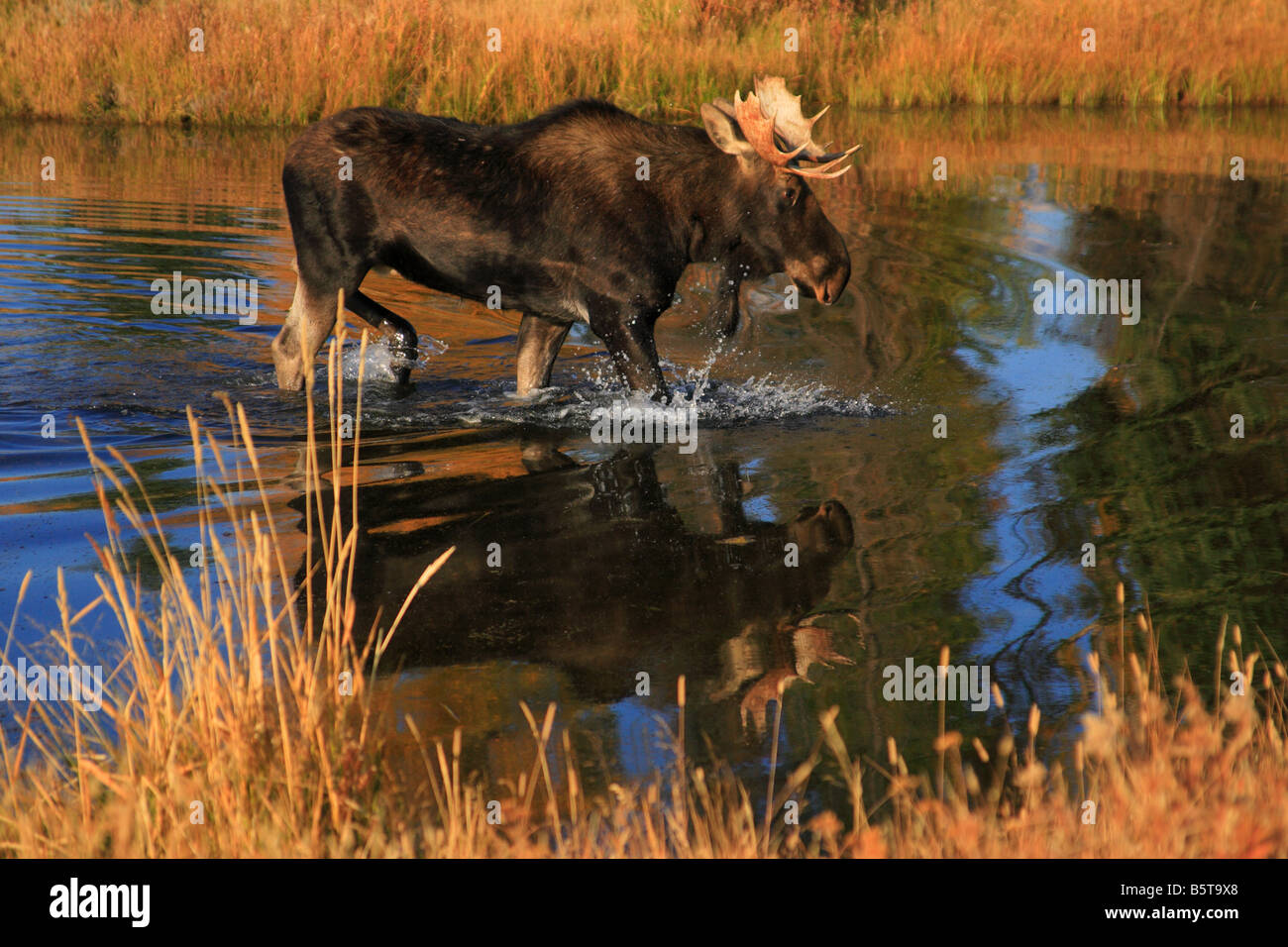 Bull Moose à beaver pond à l'automne. Teton National Park, Wyoming. Banque D'Images