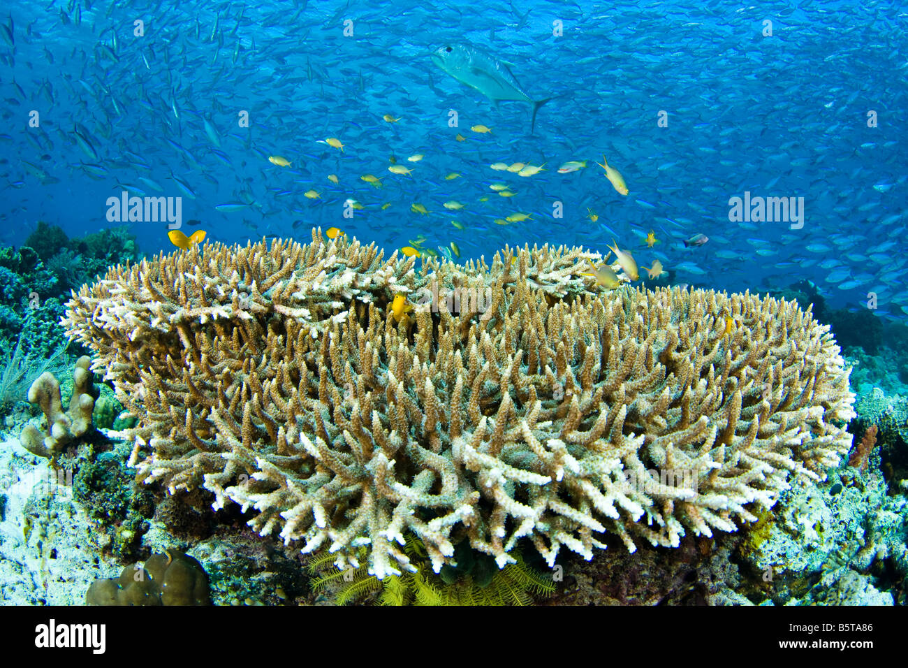 Stick de poissons de récif proche de la protection du récif lorsqu'un géant, Caranx ignobilis, passe. Komodo, Indonésie. Banque D'Images