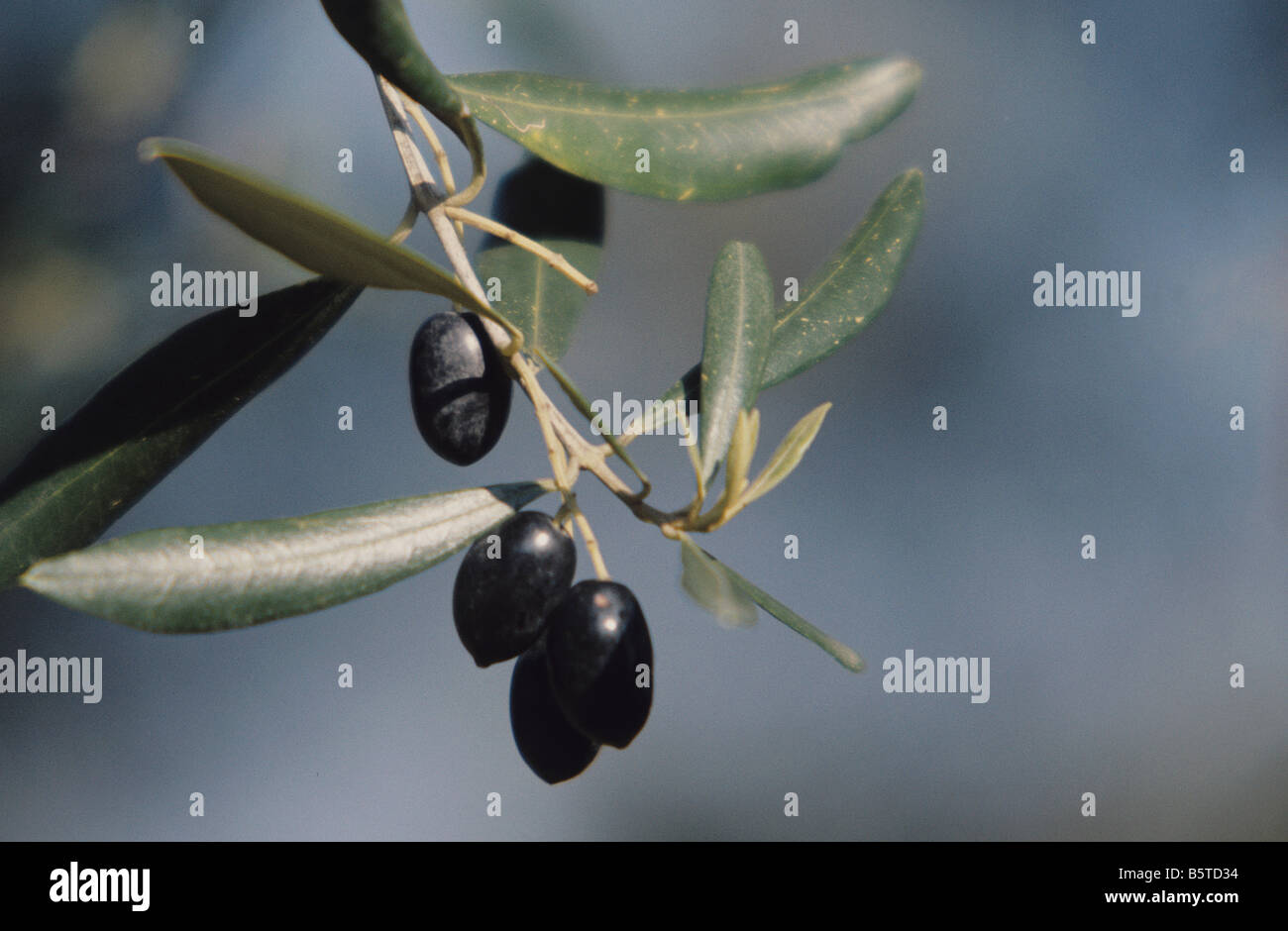 Fruits d'olive noire Olea europaea fournissent de l'huile d'olive Banque D'Images