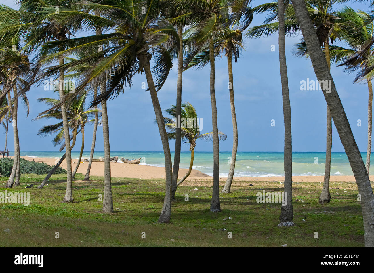 Les plages bordée de palmiers de la côte, près d'Aneho. Banque D'Images