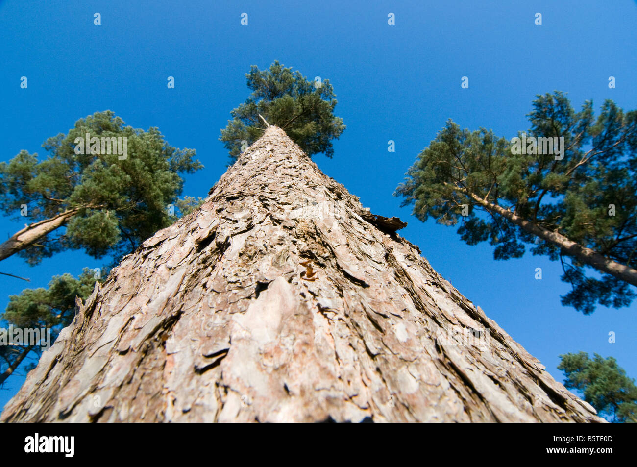 Jusqu'à la Pin sylvestre Pinus sylvestris pour le ciel Banque D'Images