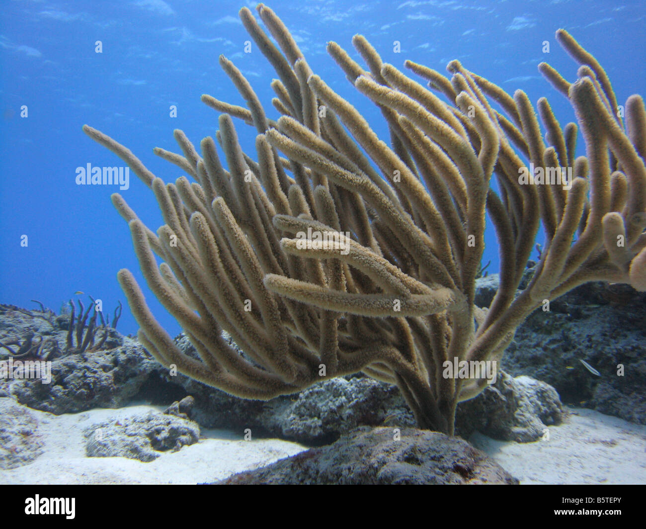 Les coraux mous Cozumel mexique Banque D'Images