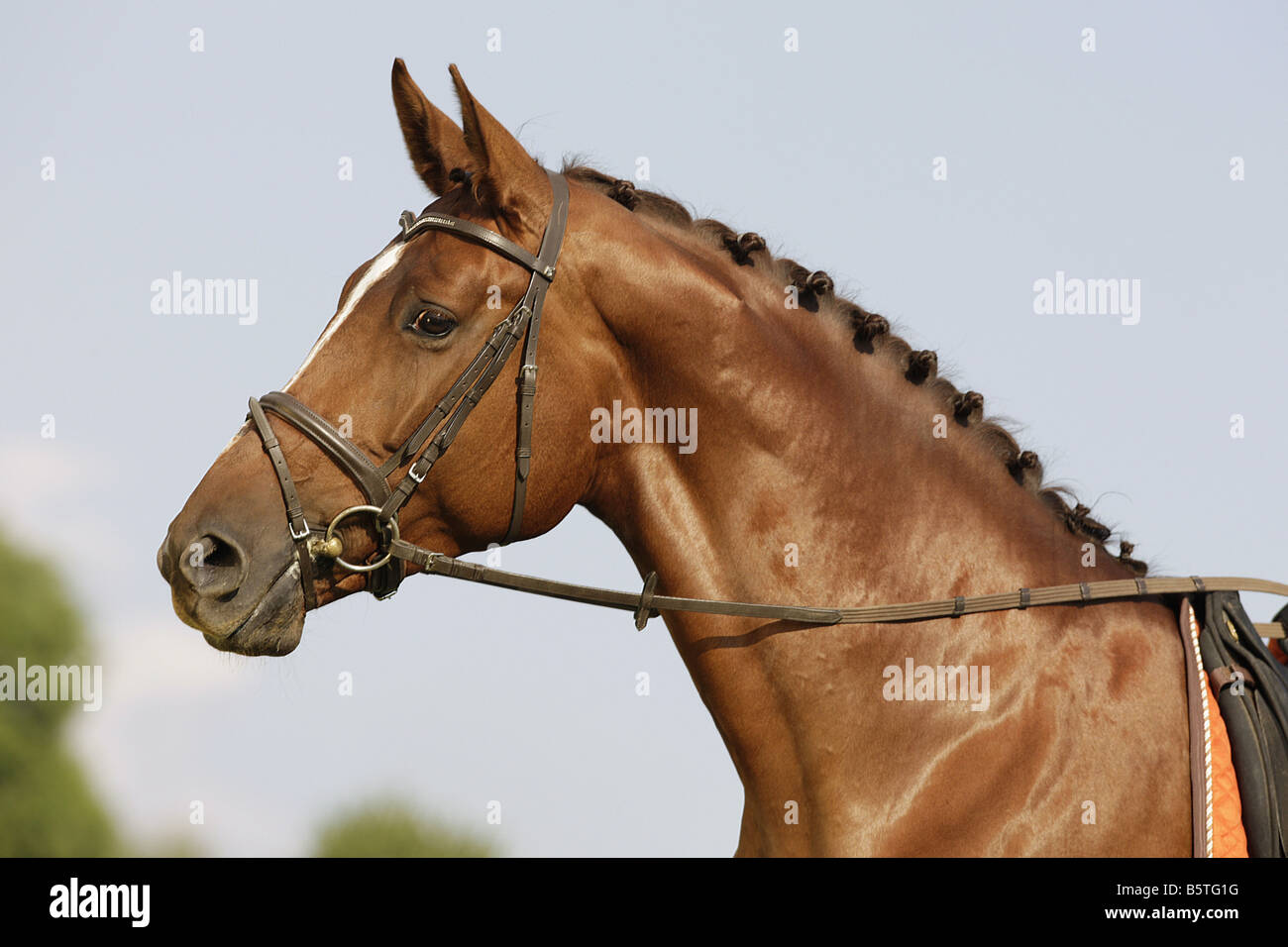 Oldenburg horse avec snaffle bit Banque D'Images