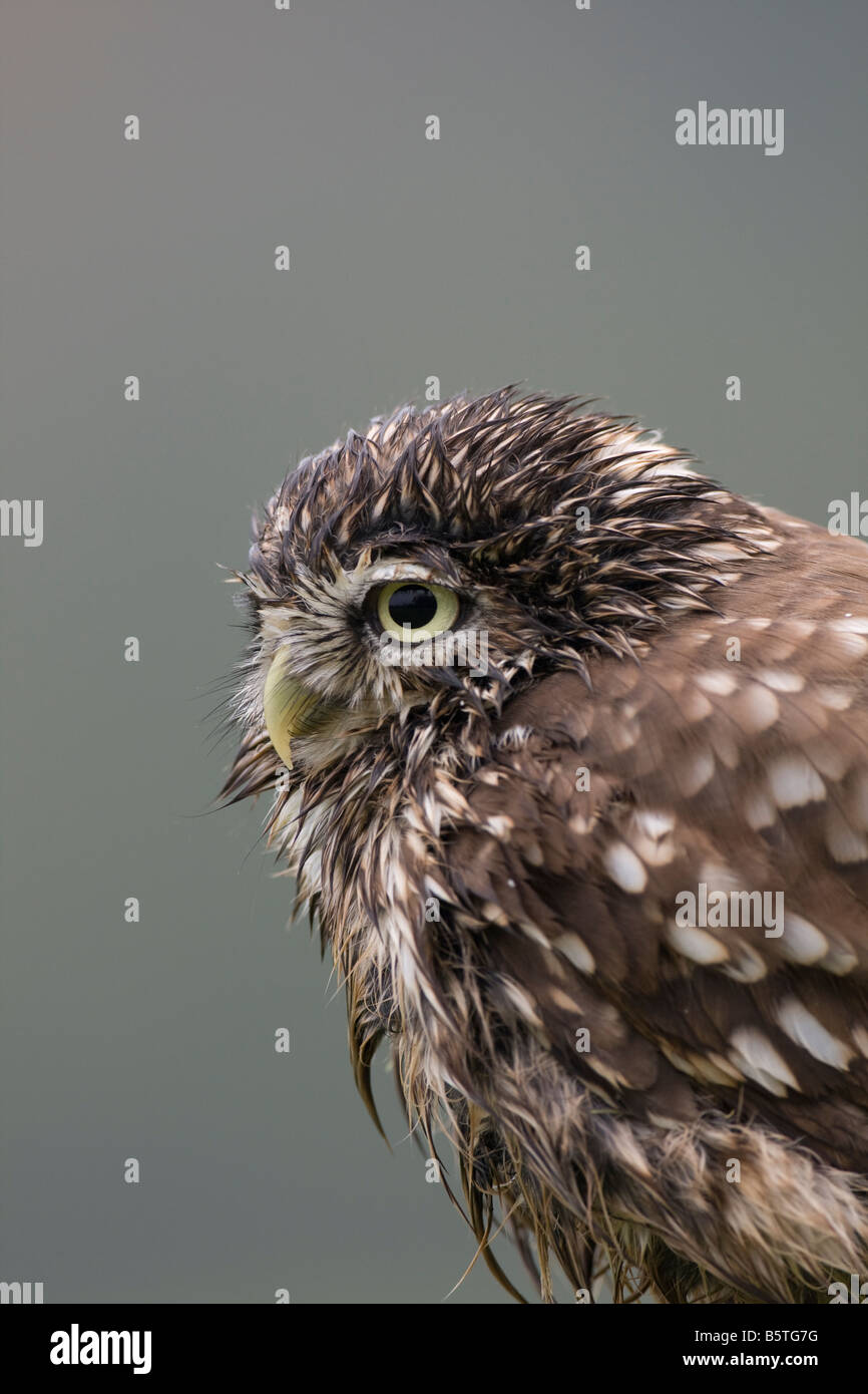 Athene noctua chevêche imprégnée la chasse après avoir baignoire Banque D'Images