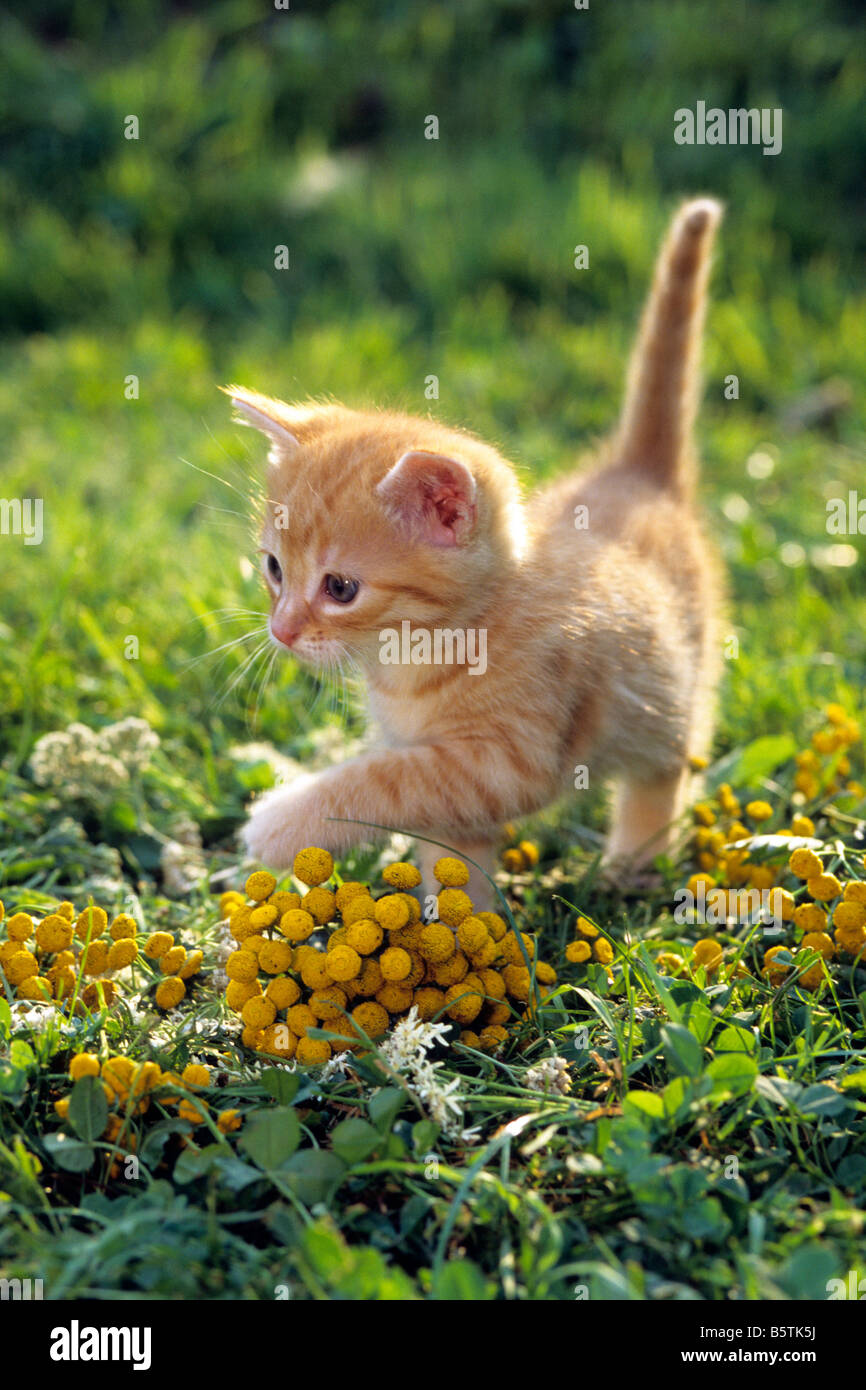Chat domestique (Felis silvestris, Felis catus), chaton marcher dans jardin Banque D'Images