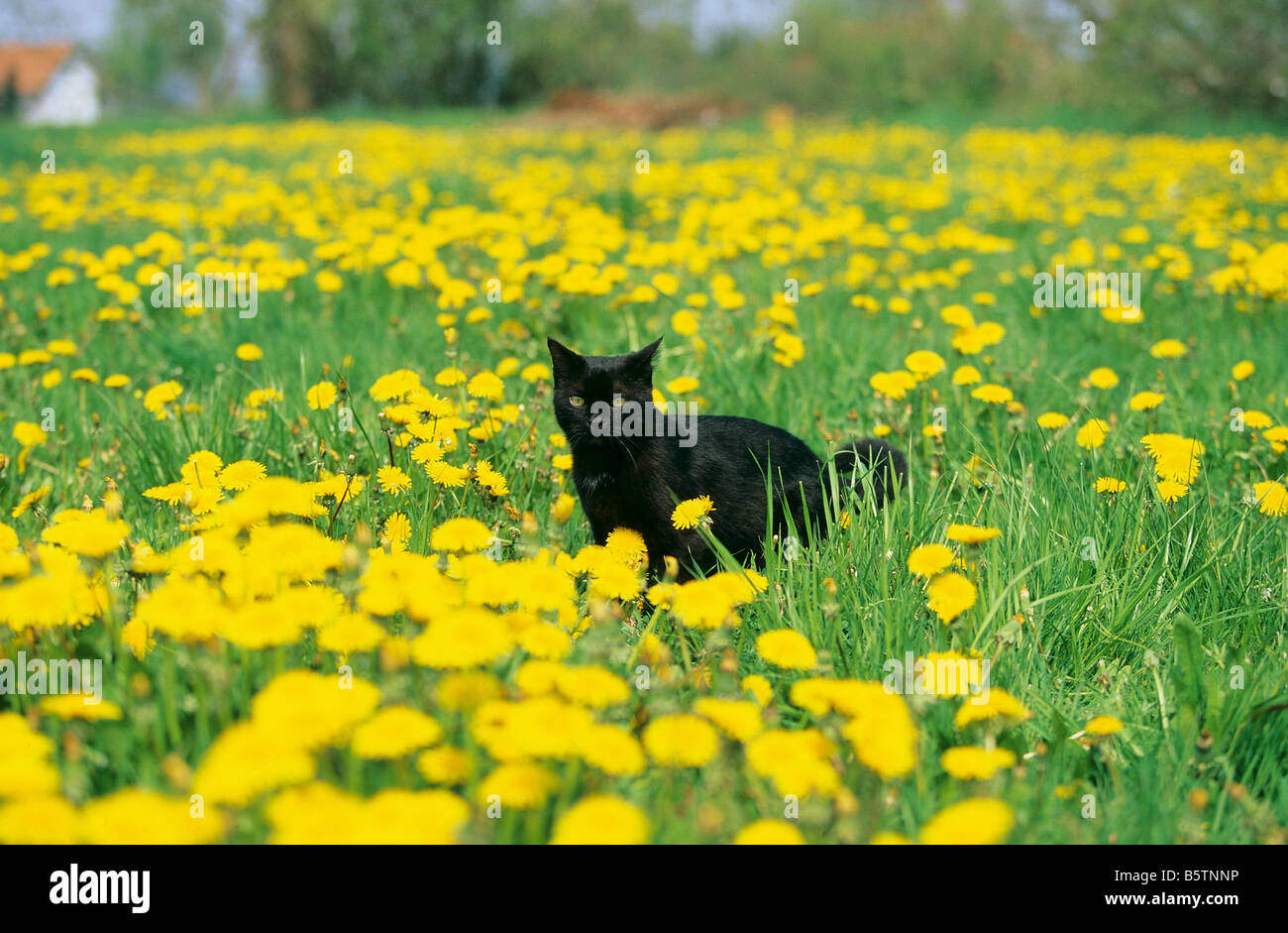 Chat domestique noir on meadow Banque D'Images