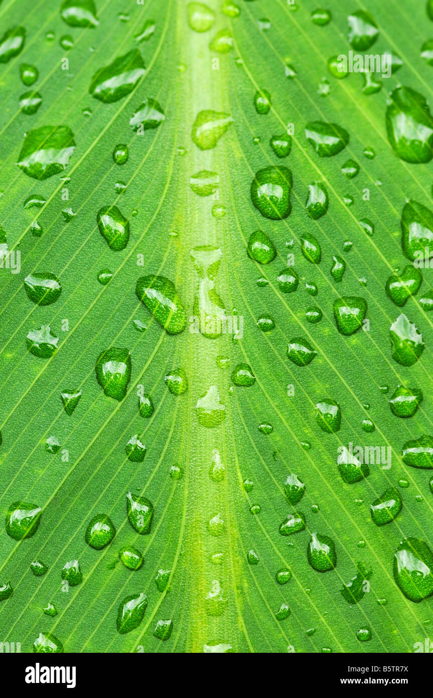 Fond naturel de plante verte avec des feuilles gouttes Banque D'Images