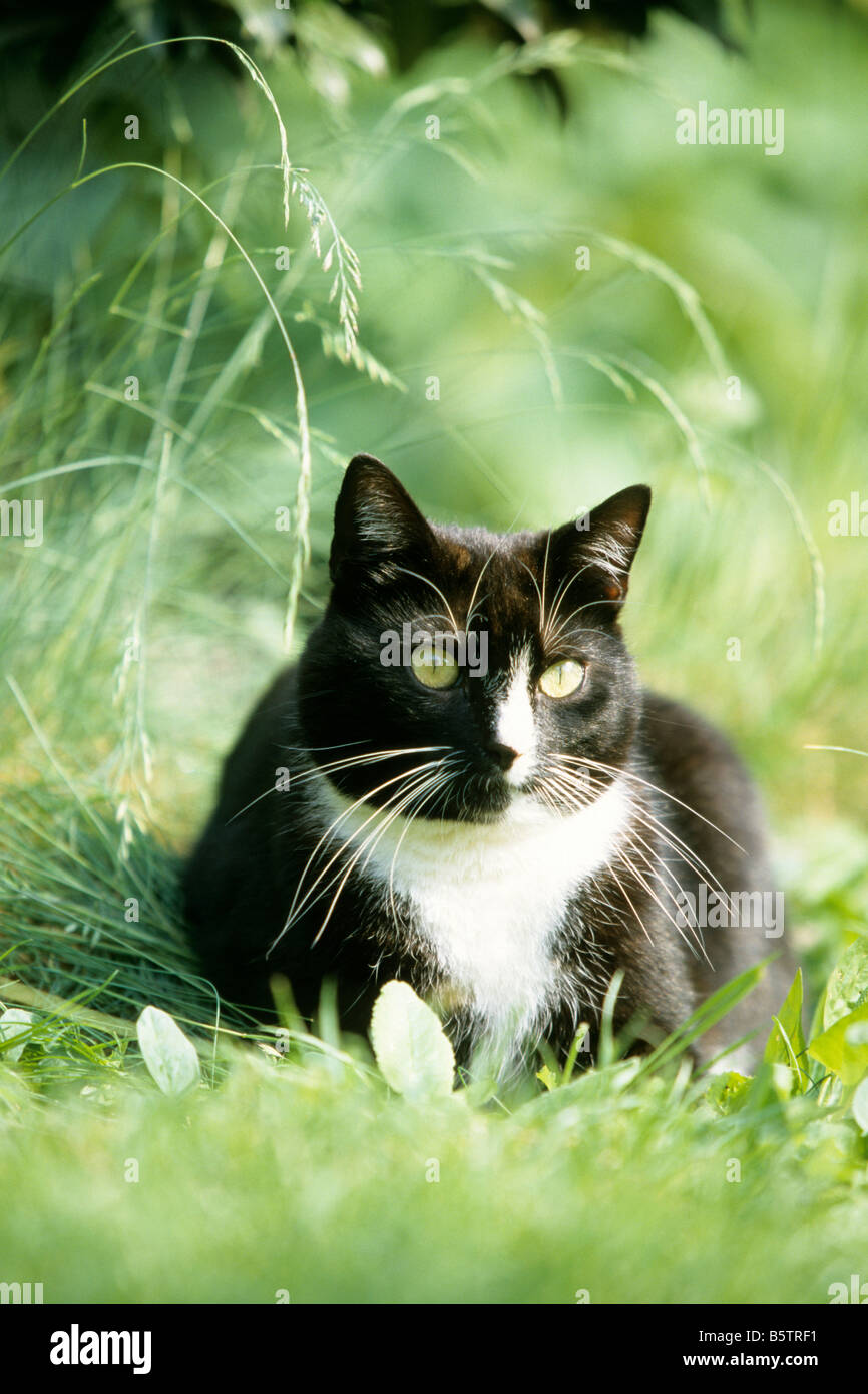 Chat domestique (Felis silvestris, Felis catus), lying on grass Banque D'Images